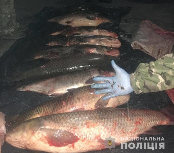 Працівники Чорнобильського заповідника попались на незаконному вилові риби (фото)