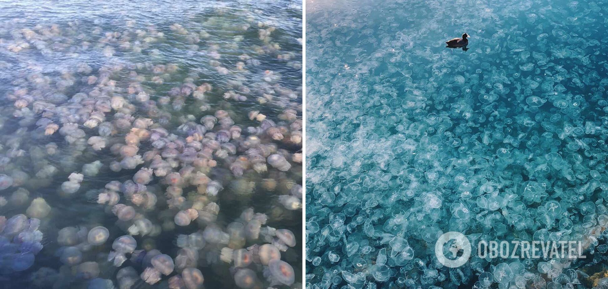 Нашестя медуз в Криму влітку у 2020 році
