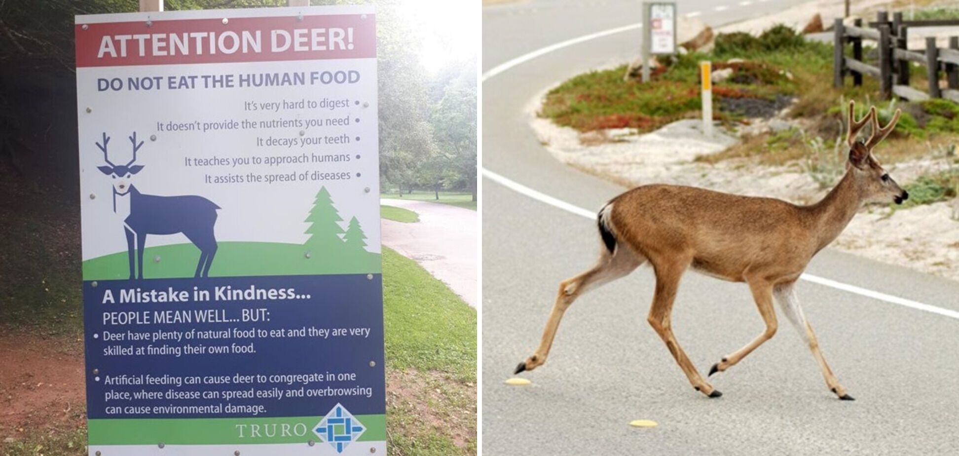 В Канаді є правила для оленів