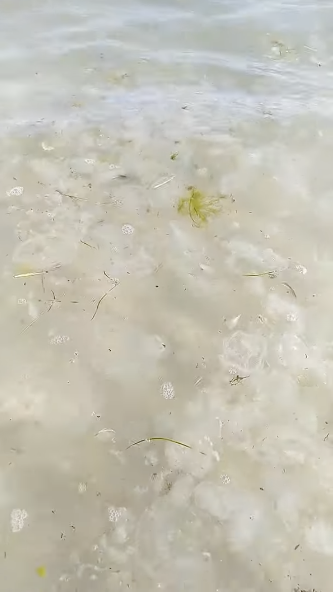 На початку літа 2021 в Криму вже з'явилися медузи.