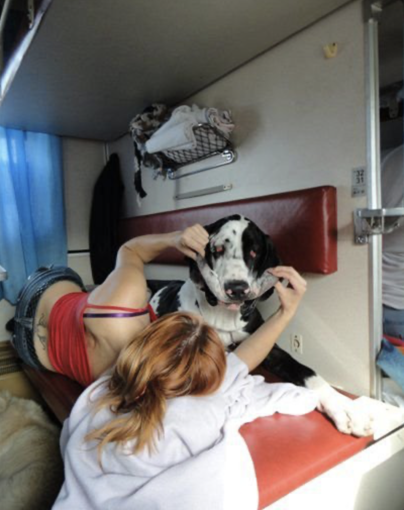 Величезний пес відпочиває в вагоні плацкарту
