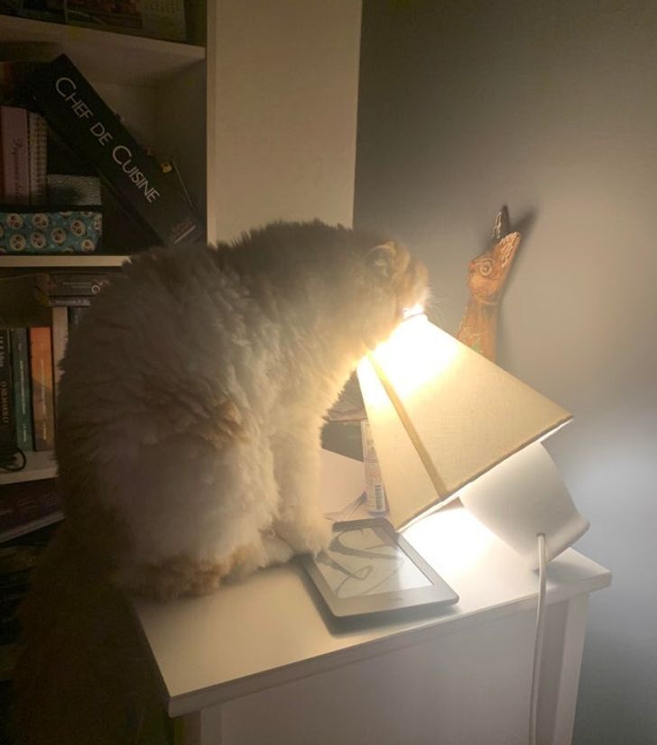 Кіт ледь не обпік мордочку гарячою лампою.