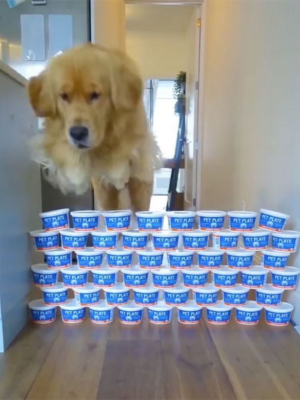 Пес подолав 65 контейнерів з їжею, поставлених один на одного