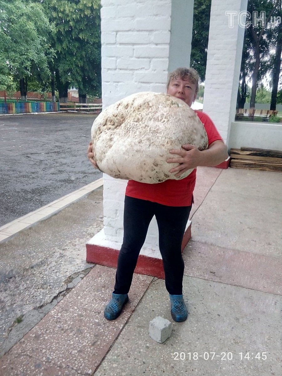Великий гриб Київщина рекорди