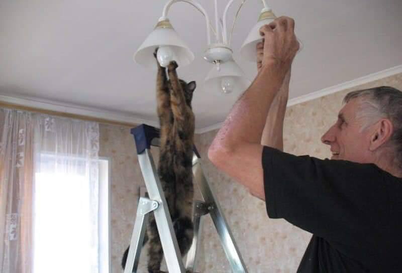 Кіт допомагає вкручувати лампу