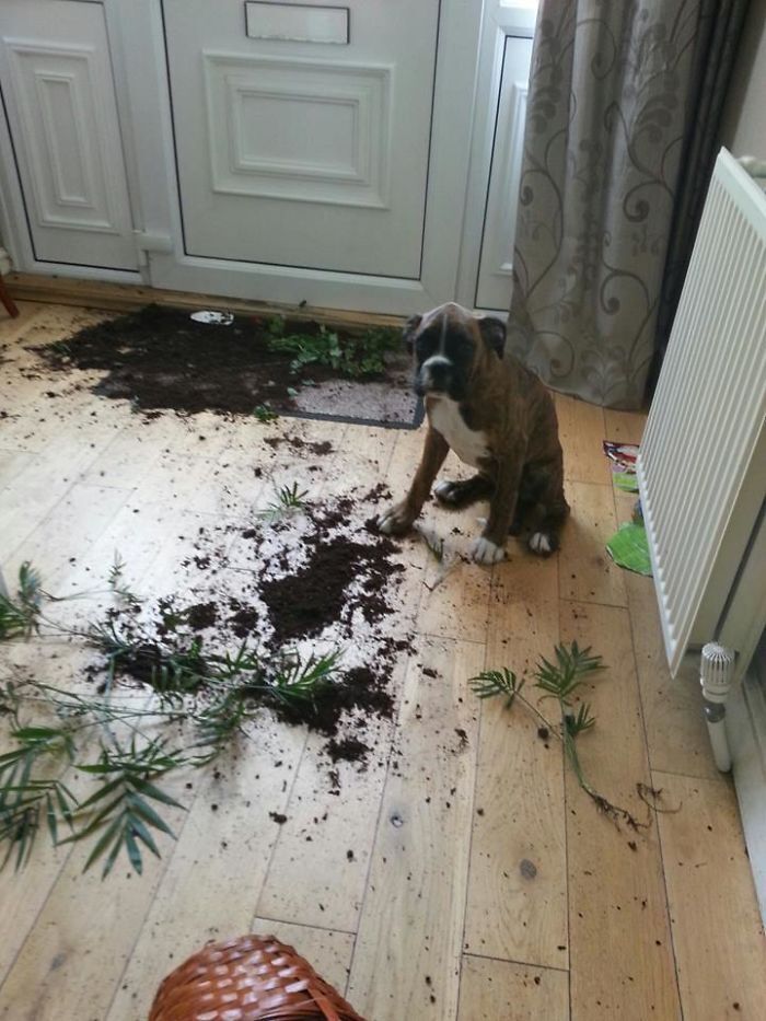 Бійцівський пес позбувся від кімнатної рослини
