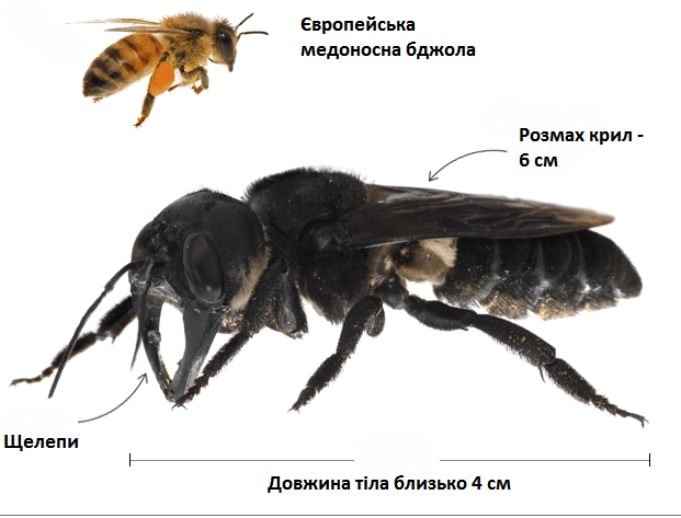 Гігантська бджола значно більша за звичну нам медоносну. Джерело: Університет Джорджії