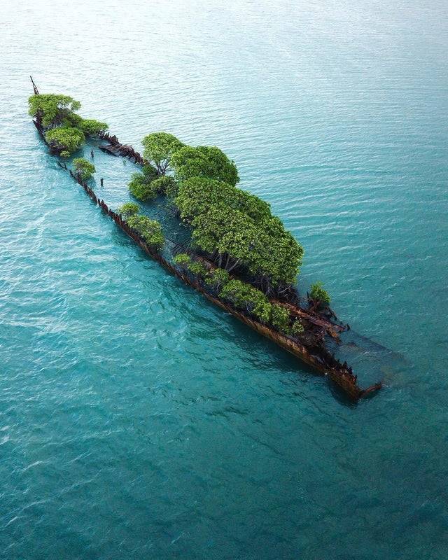 На затонувшому кораблі розростається острів
