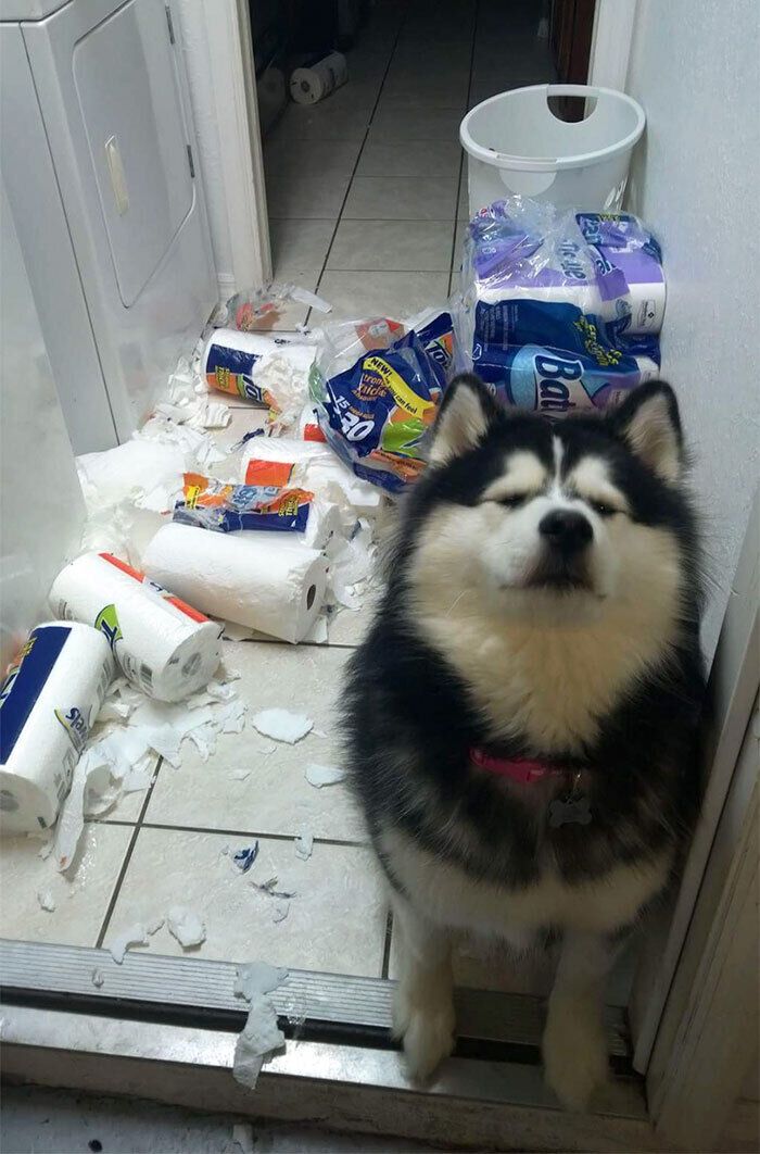 Пес розірвав туалетни папір