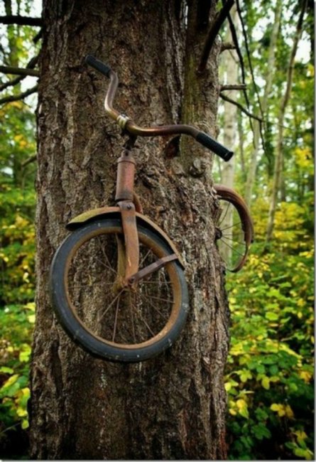 велосипед дерево