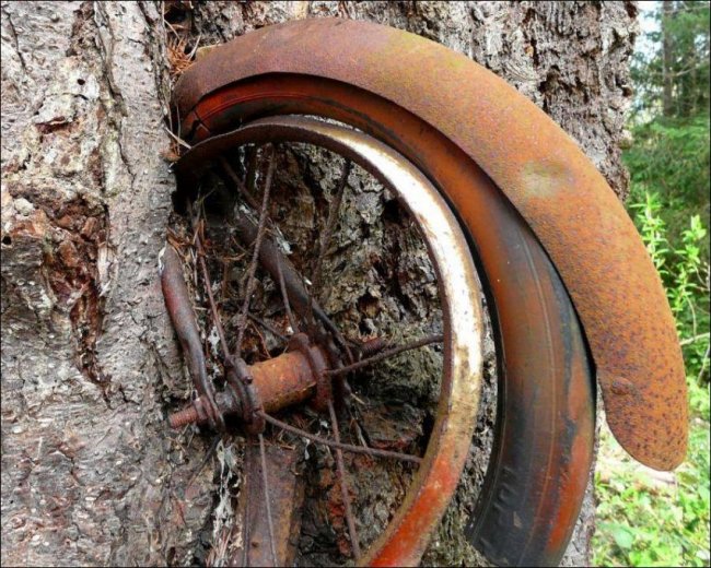 велосипед дерево