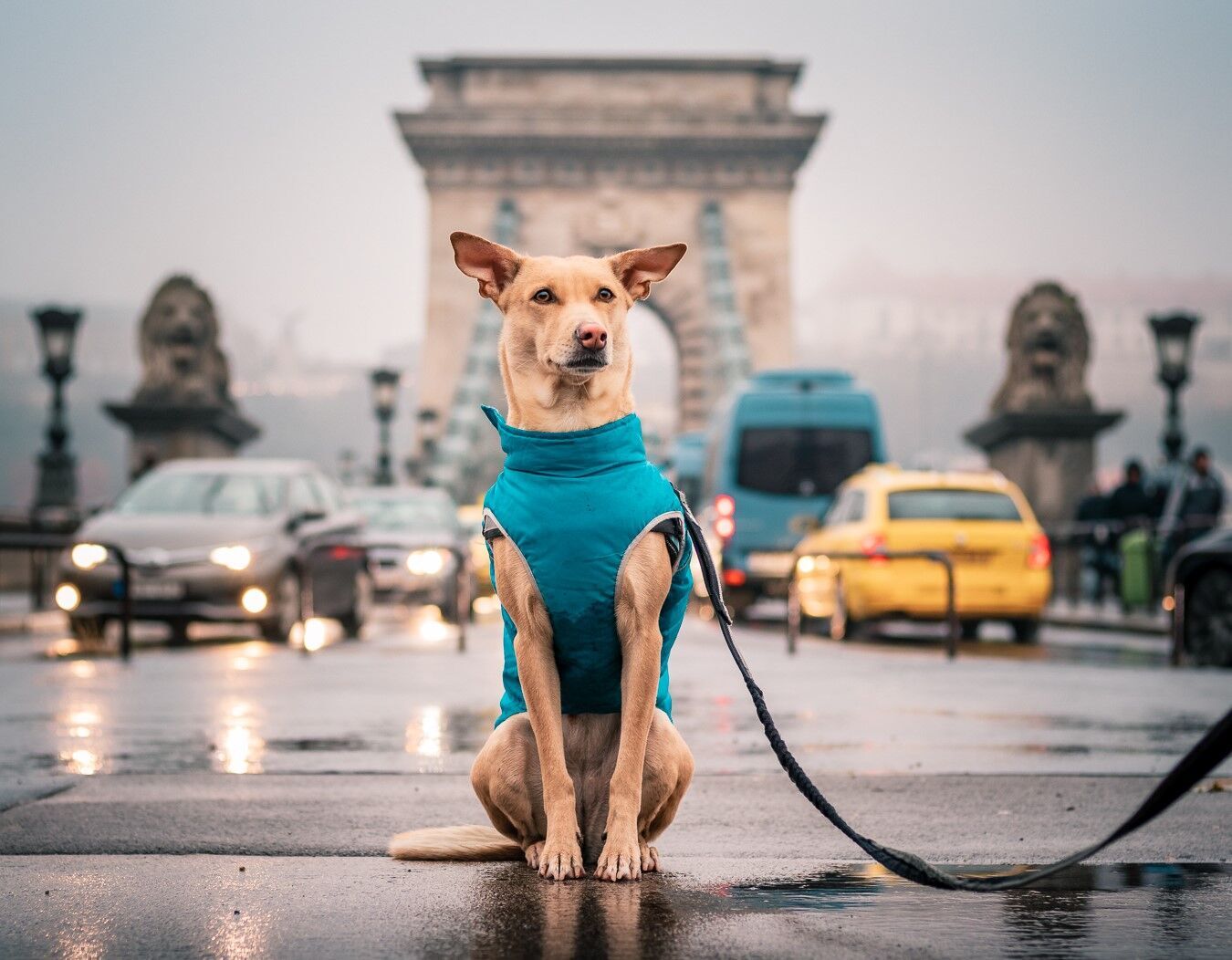 Собака позує на вулицях Будапешта.