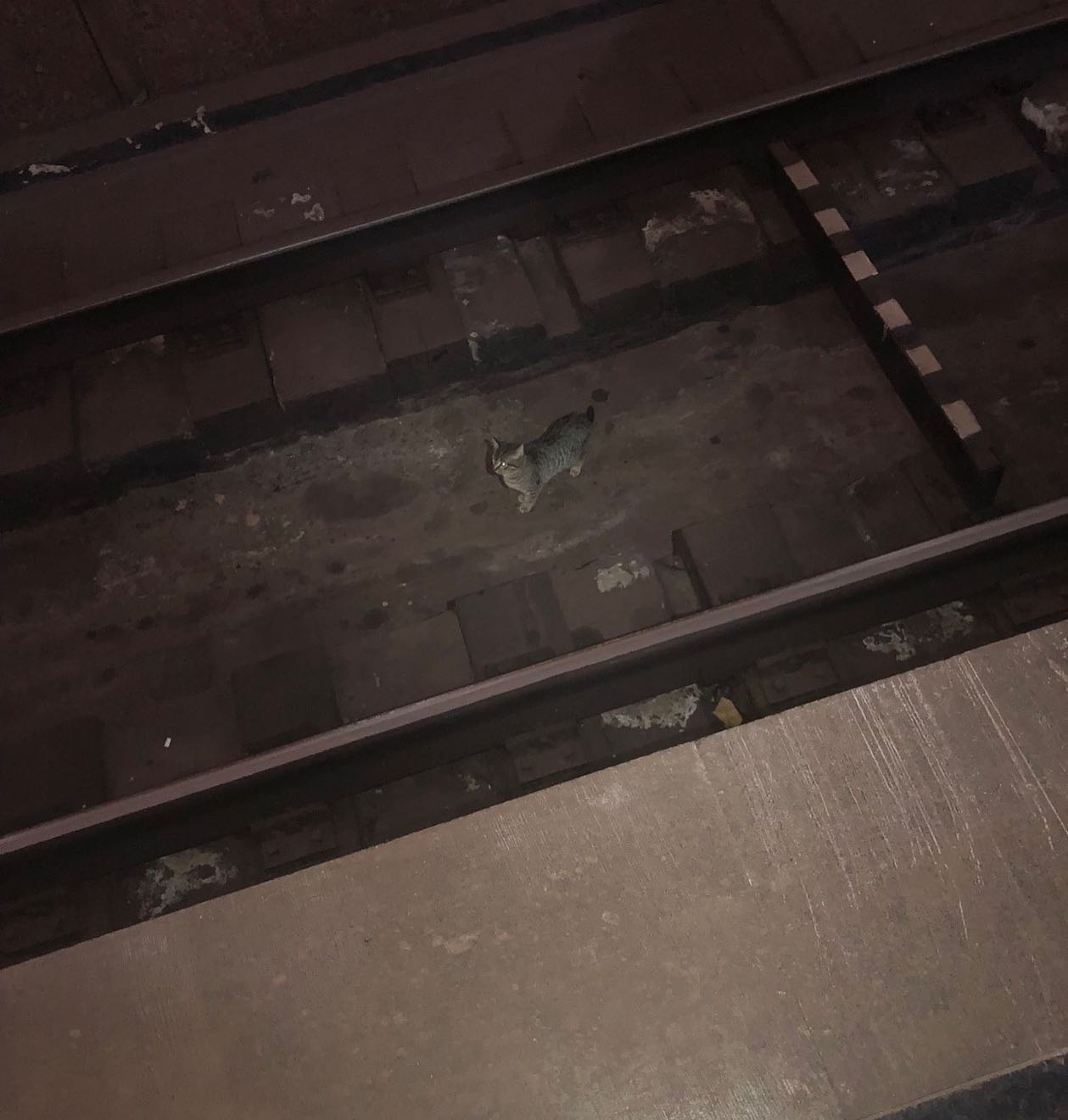 У харківському метро провели рятувальну операцію заради кошеня (відео)