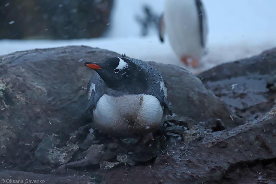Пінгвіни підклали перше яйце українським полярникам просто під двері станції