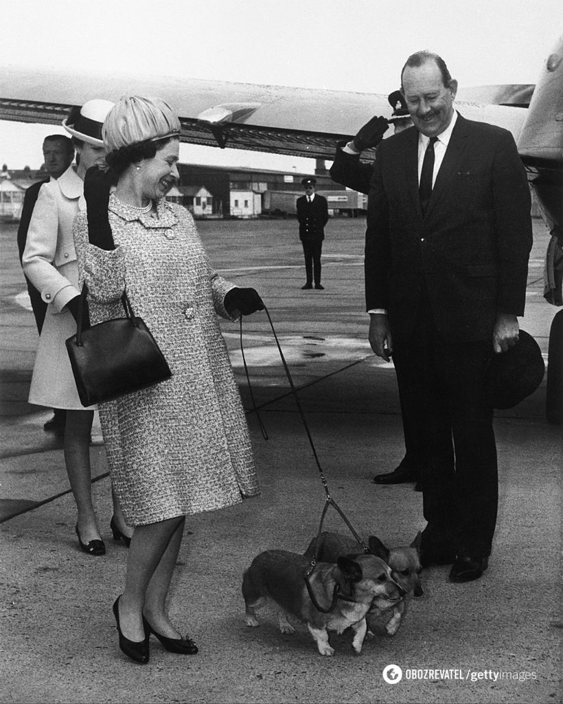Королева Англії Єлизавета II зі своїми двома собаками коргі на злітно-посадковій смузі лондонського аеропорту (1969).