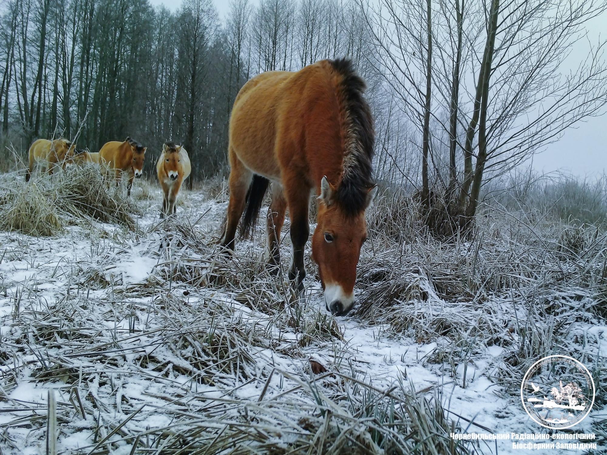 У Чорнобилі показали зниклих тварин, які насолоджуються зимою