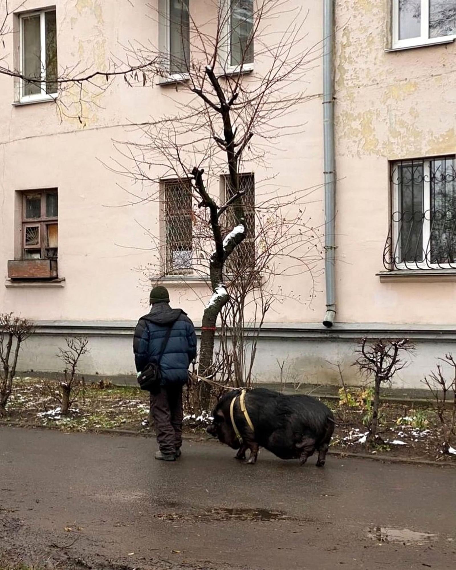 А чому без намордника? У Києві помітили свиню на повідку (фото)