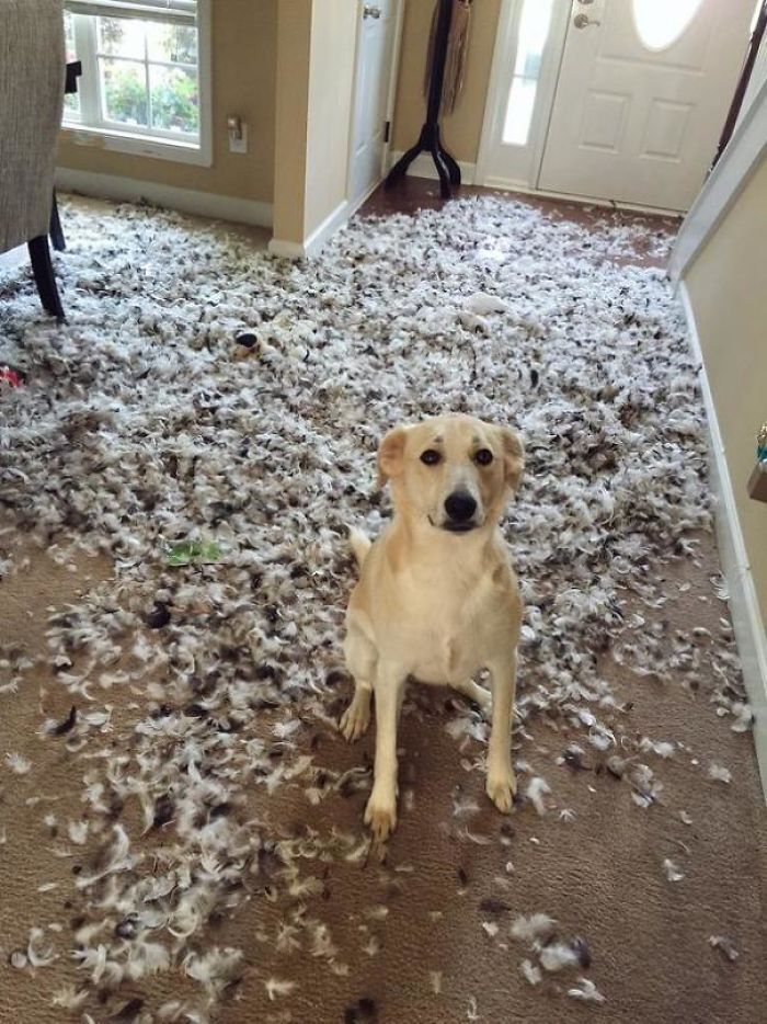 Собака розірвала подушку і пр'я розлетілося по квартирі