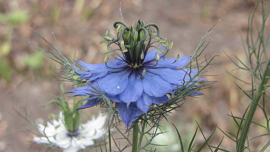 Nigella sativa.