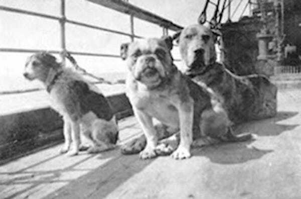 Фотографія собак на "Титаніку"