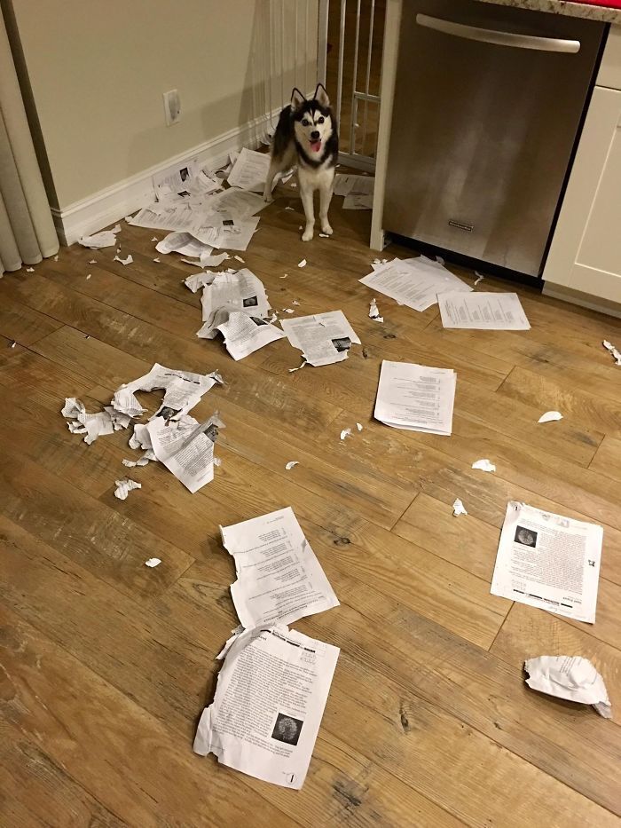 Пес з'їв частину паперів