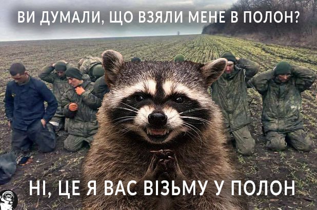 Під час втечі з Херсона окупанти вкрали єнота. Мережа вибухнула мемами 08