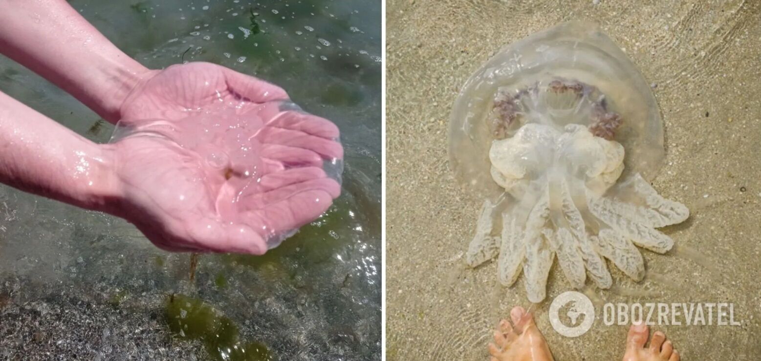 медузы в черном море в анапе