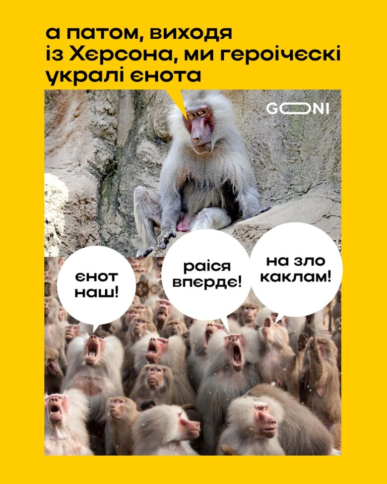 Під час втечі з Херсона окупанти вкрали єнота. Мережа вибухнула мемами 10