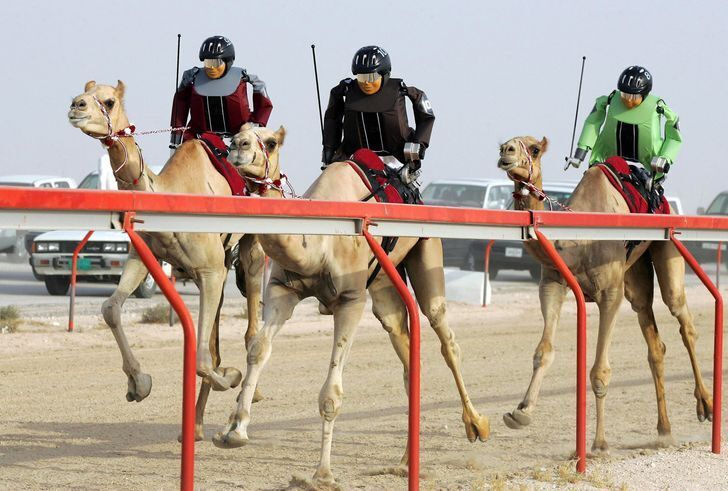Влаштовують скачки для верблюдів