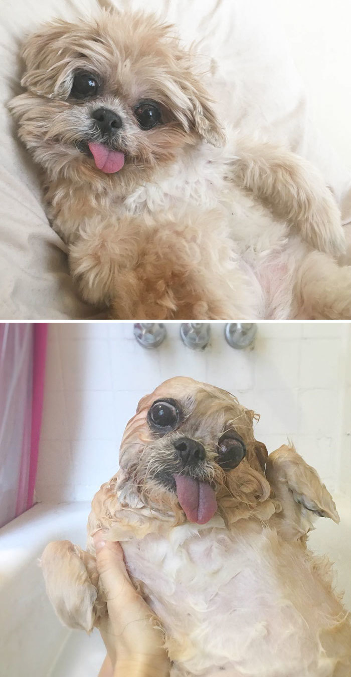 Фото собак до і після купання. Це справді смішно! - 2
