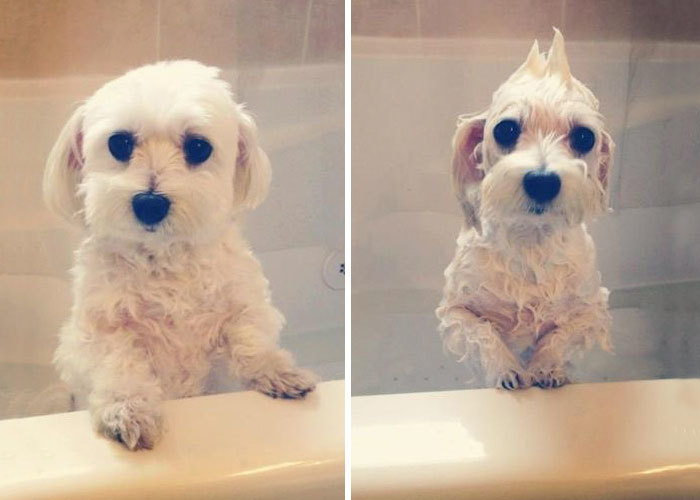 Фото собак до і після купання. Це справді смішно! - 7
