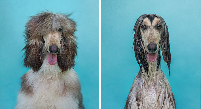 Фото собак до і після купання. Це справді смішно! - 8