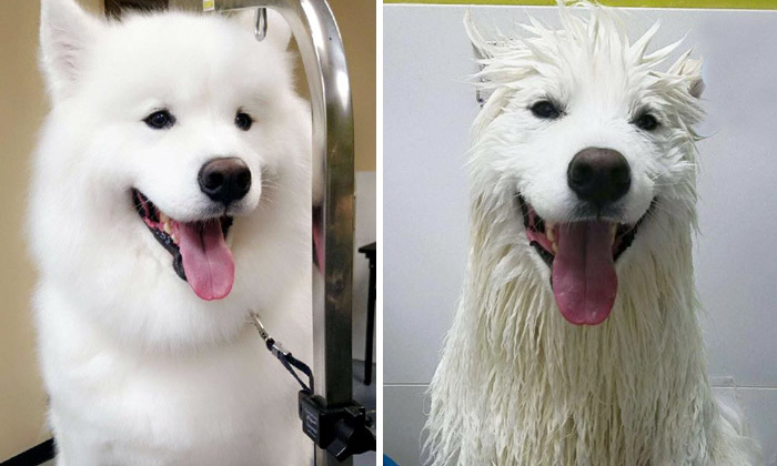 Фото собак до і після купання. Це справді смішно! - 11