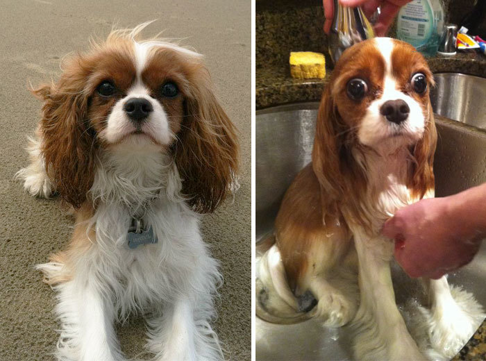 Фото собак до і після купання. Це справді смішно! - 13