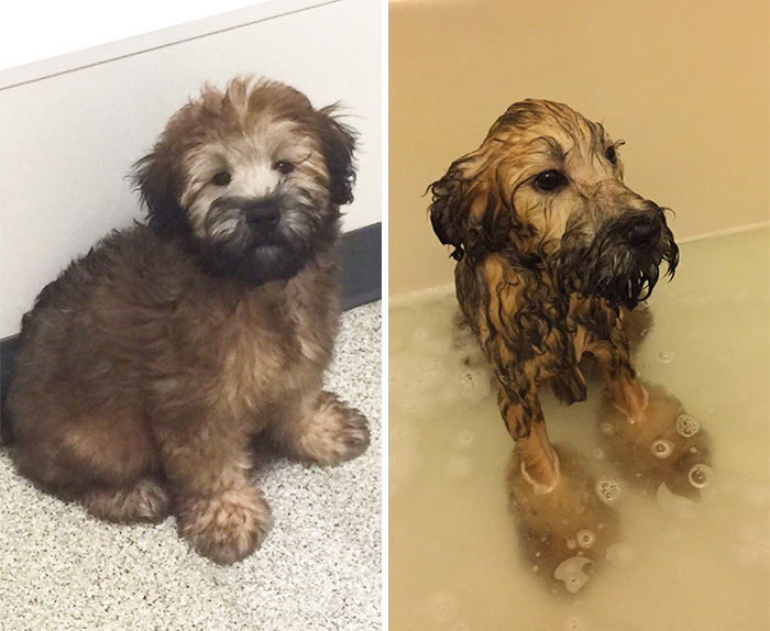 Фото собак до і після купання. Це справді смішно! - 17