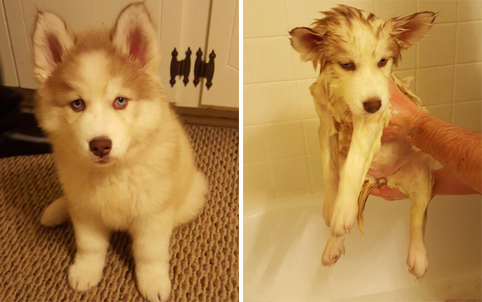 Фото собак до і після купання. Це справді смішно! - 20