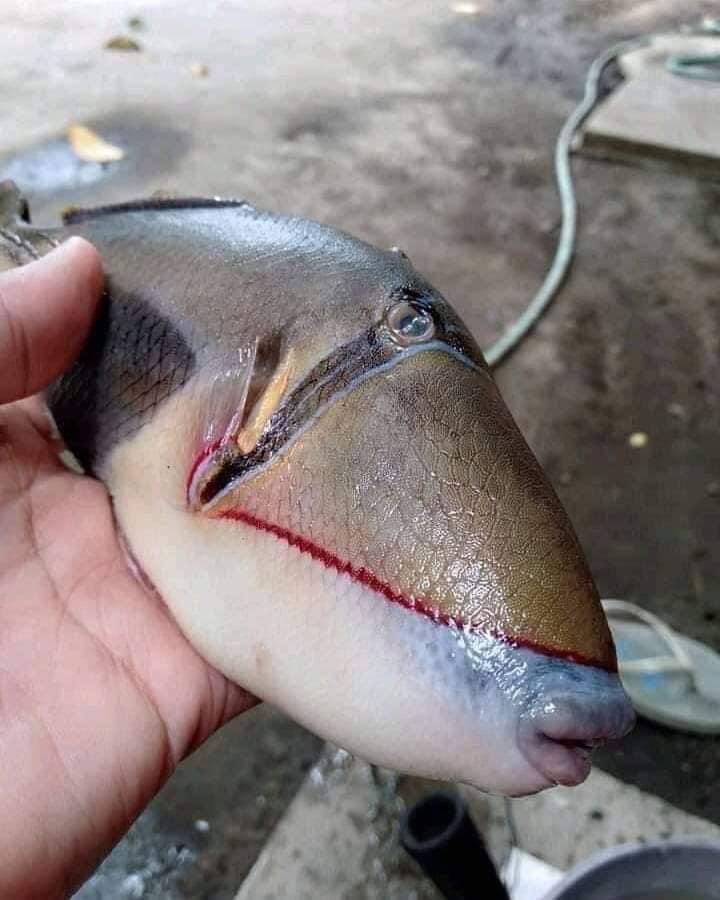 Фото риби стало вірусним в мережі.