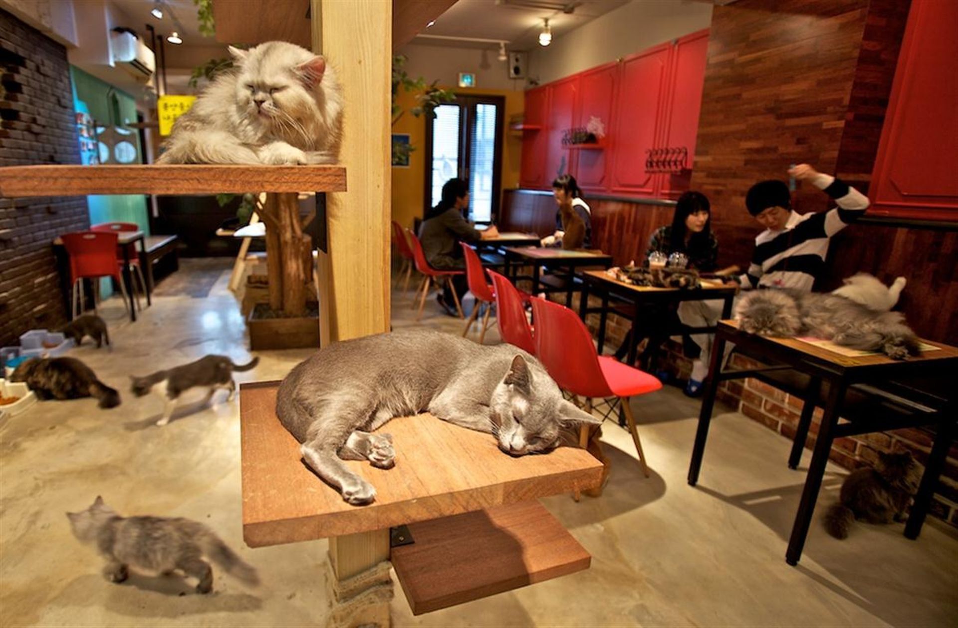 Суть котокафе. Кошачье кафе - "Cat Cafe" в Японии. Кафе с котами в Японии. Кошачьи кафе в Японии. Котокафе в Японии.