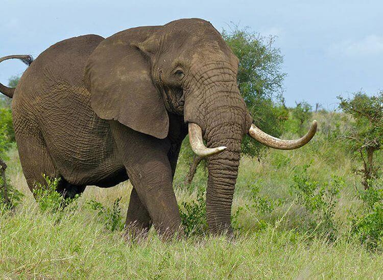 Ні в кого так і не вийшло приручити африканського слона