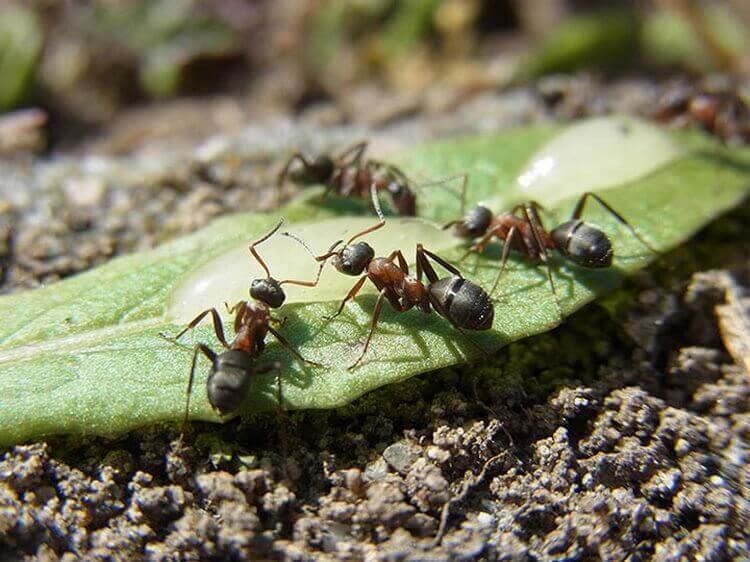 На кожну людину на Землі припадає 1,6 мільйона мурах - 25 фактів, після яких ви подивитеся на світ іншими очима (фото)