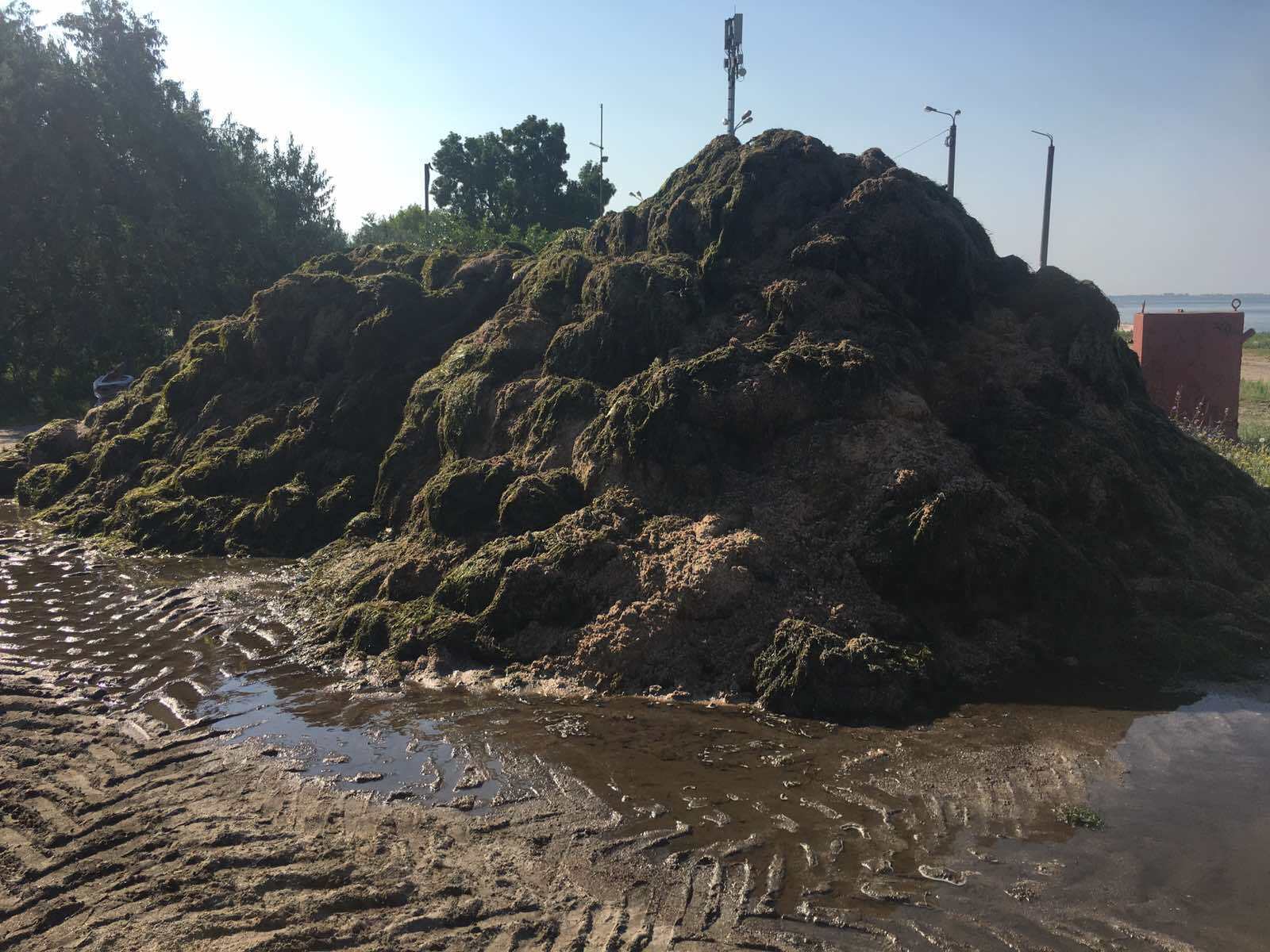 Бердянськ потопає у тоннах водоростей