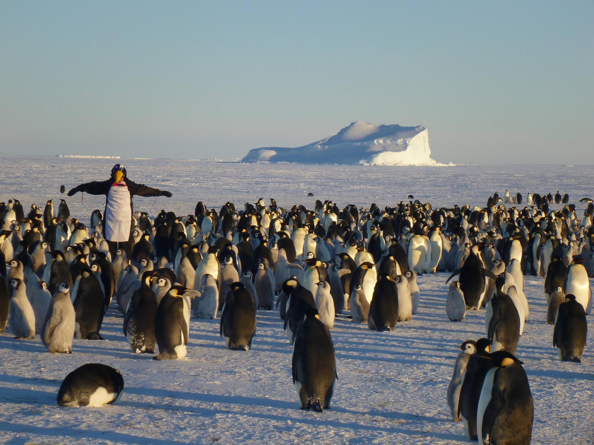 Незвичайна професія – перевертач пінгвінів