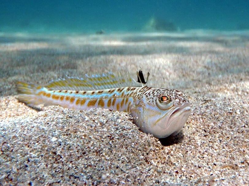 Найнебезпечніша риба в Чорному морі – морський дракончик