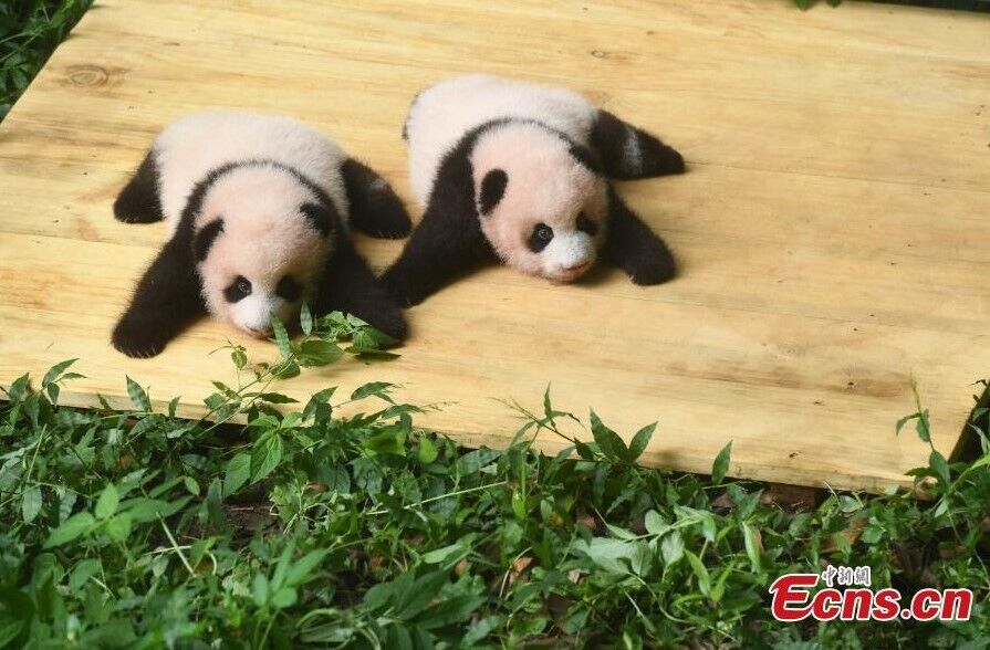 У Китаї показали ведмежат-близнюків великої панди
