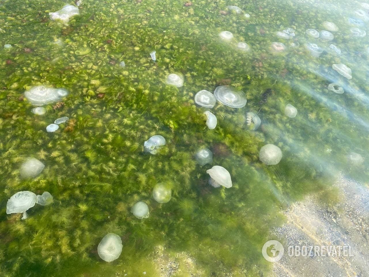 Чорне море атакували медузи