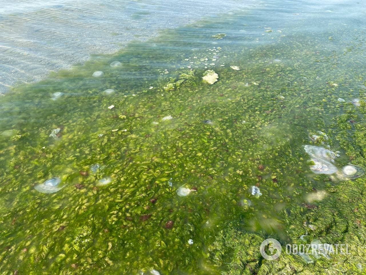 Зелені водорості у Коблеві