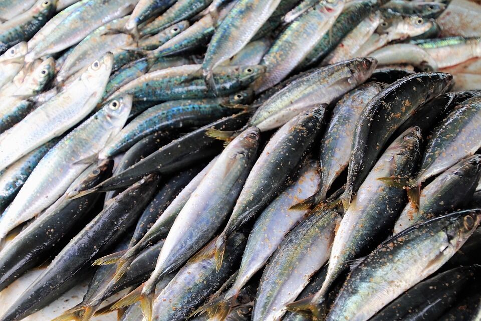Скумбрія вважається найкориснішою рибою