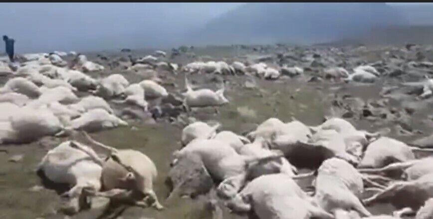 У гірському селі в Грузії понад 500 овець вбило ударом блискавки