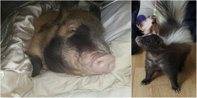 Сім'я ділить ліжко зі свинею і скунсом
