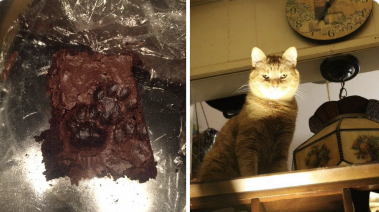 Господарі змушені їсти пиріг з відбитками котячих лап